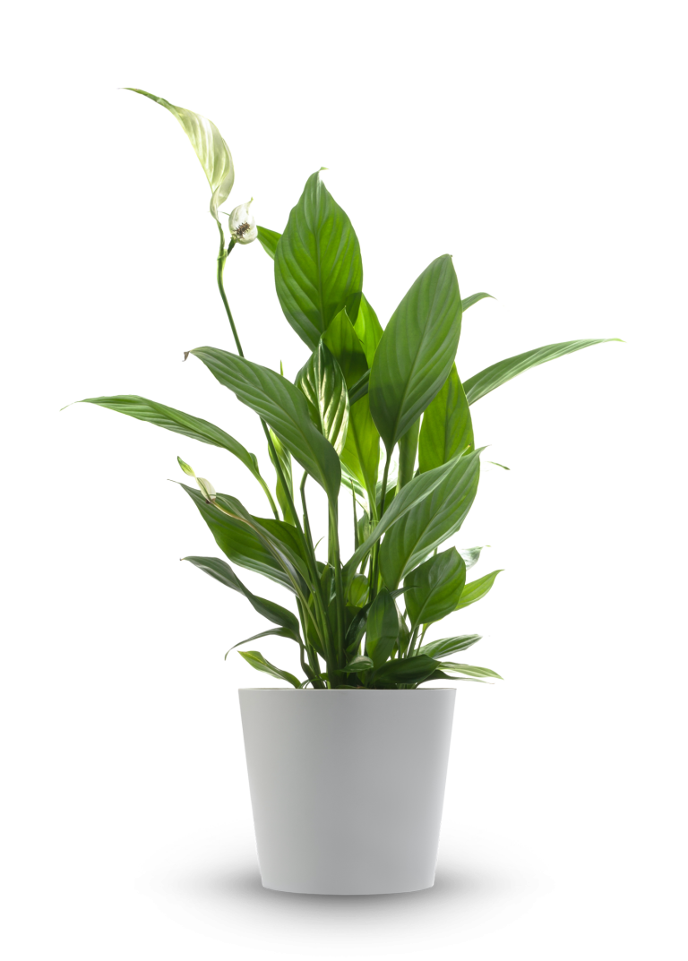 Topfpflanze mit grünen Blättern als Symbol für Wachstum